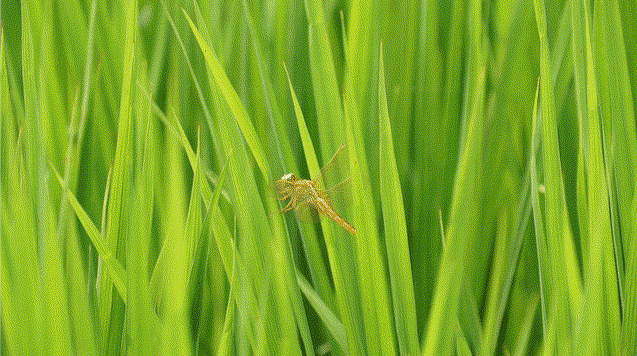 1652086573280329.png 23332432432.png