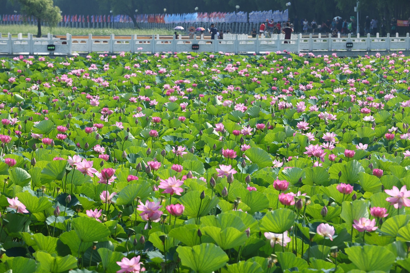 1705109777599940.jpg hljrb_2_20200901b7256a-2b9f-490f-a300-fd554d3bd4cf - 副本.jpg